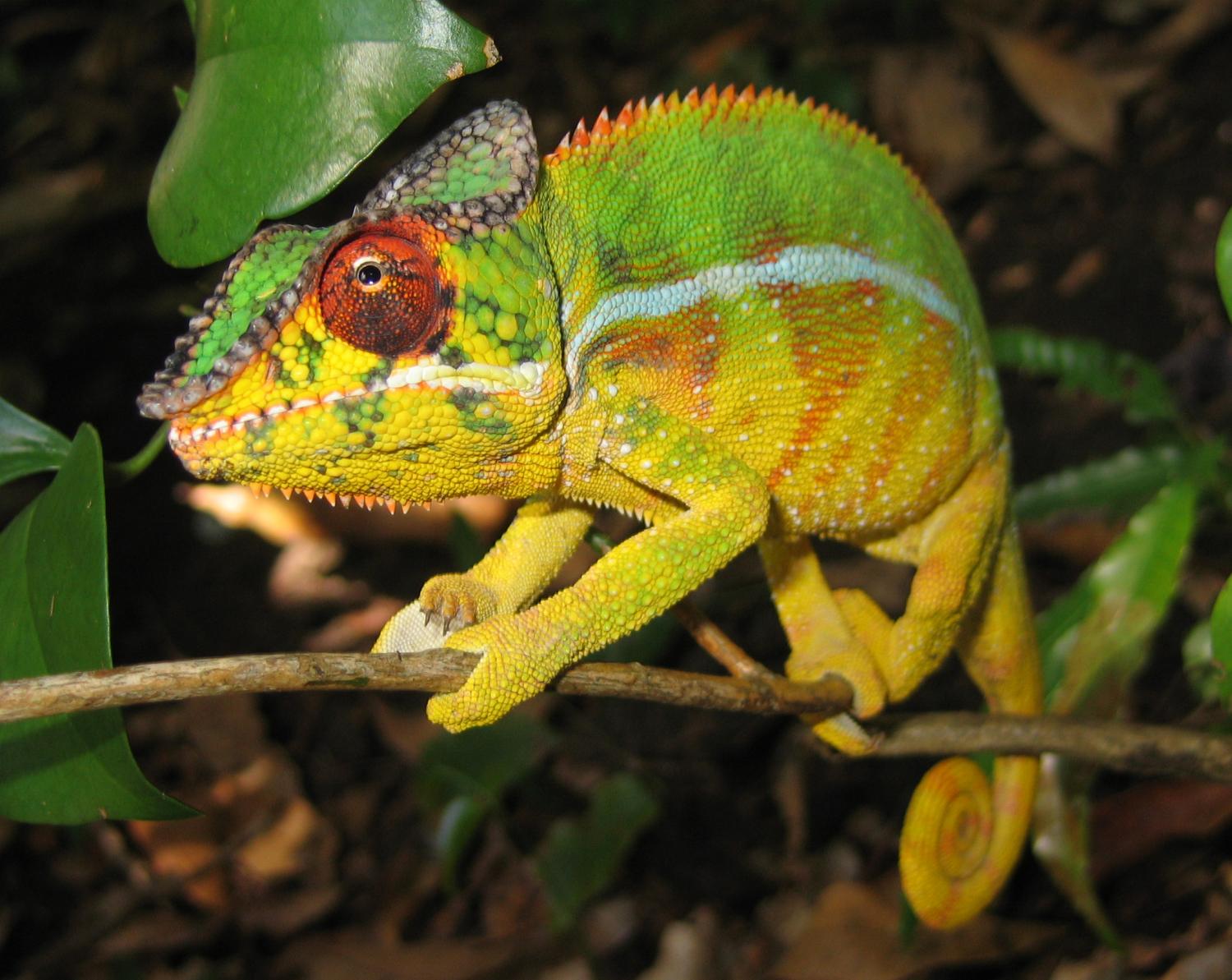 Furcifer pardarlis